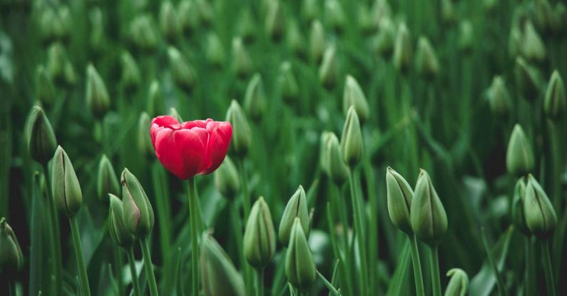 Differences - selective focus photo of a red tulip flower