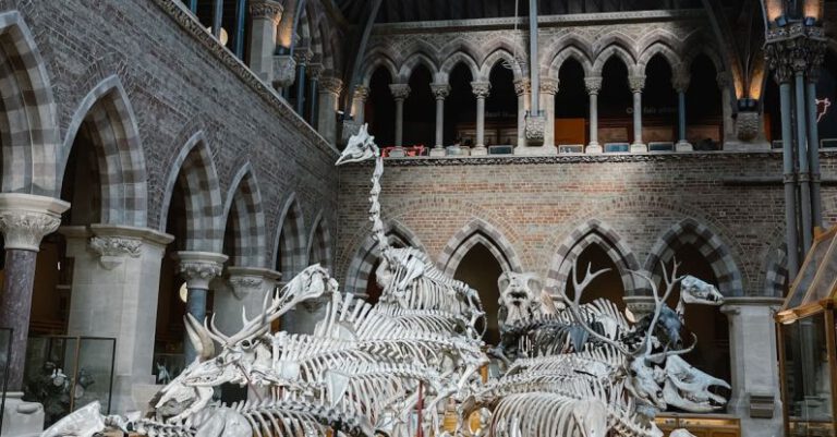 Exhibits - Skeleton Exhibits Inside Oxford University Museum of Natural History